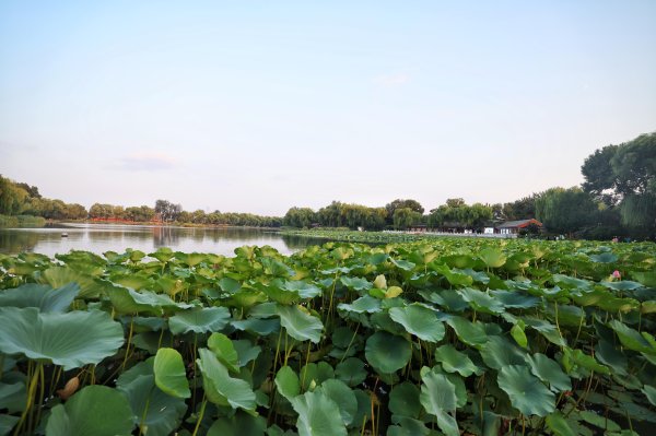 盈富配资 秋高气爽！来什刹海西海湿地公园，邂逅悠闲慢生活